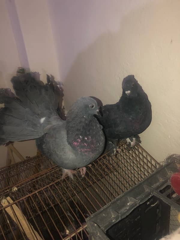 Black fantail lakkay pigeons 2