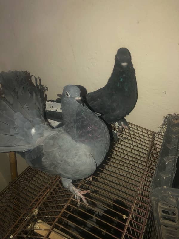 Black fantail lakkay pigeons 3