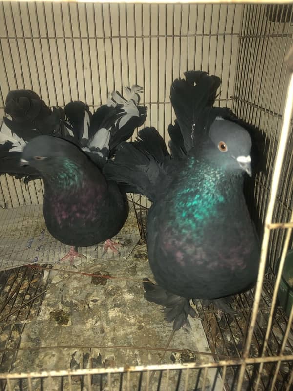 Black fantail lakkay pigeons 4