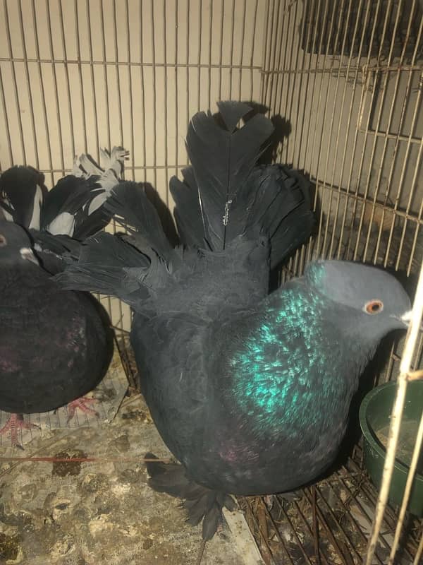 Black fantail lakkay pigeons 5