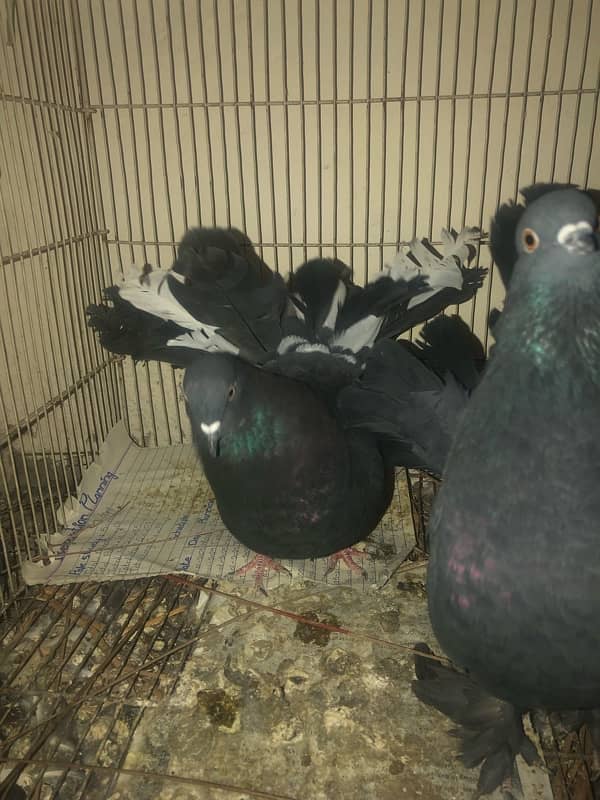 Black fantail lakkay pigeons 6