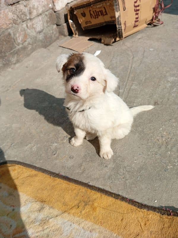 afghan kuchi puppy 45 days old 0