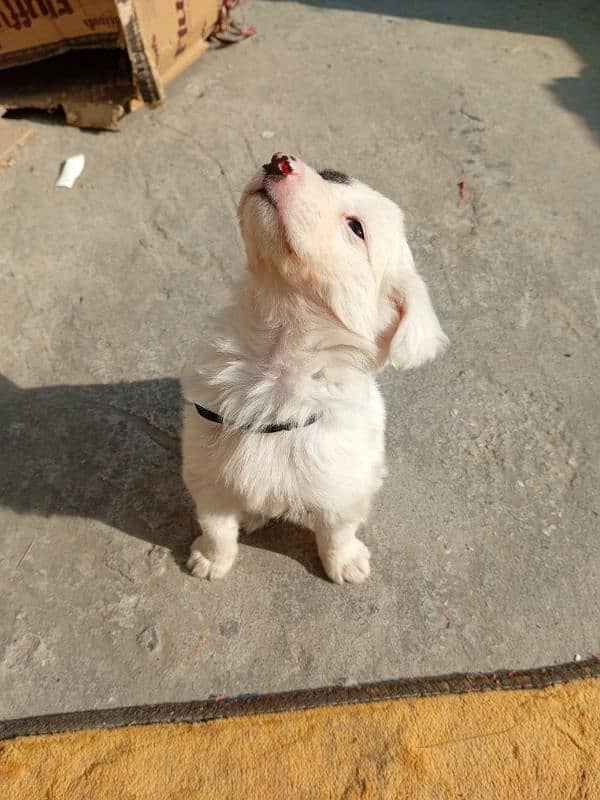 afghan kuchi puppy 45 days old 1