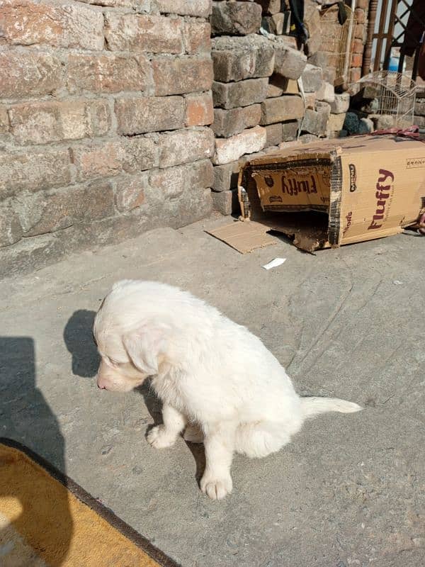 afghan kuchi puppy 45 days old 2