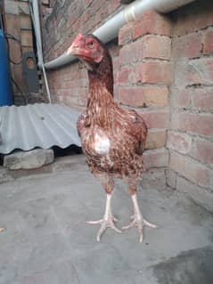 Pure aseel long hight best quality hen