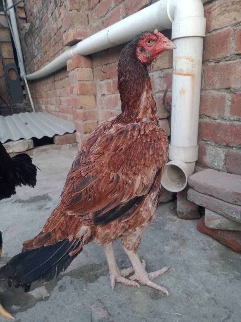 Pure aseel long hight best quality hen 1