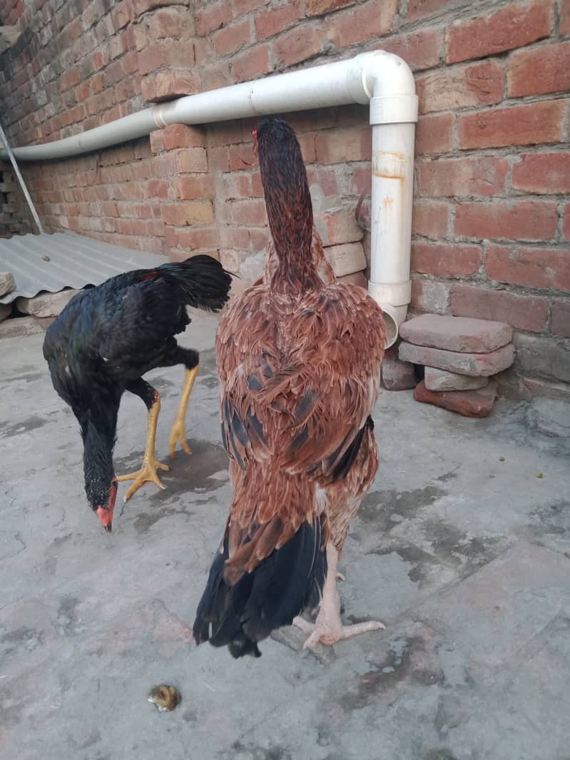 Pure aseel long hight best quality hen 2