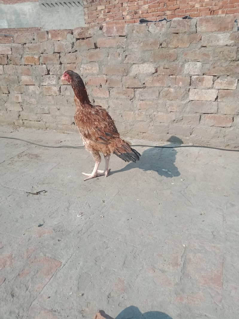 Pure aseel long hight best quality hen 3