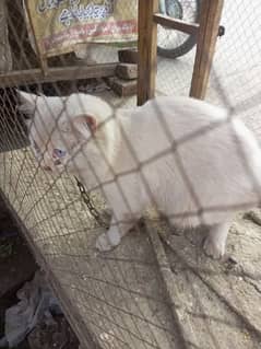 RUSSIAN BILLA CAT FOR SALE WHITE COLOUR 1 EYE BLUE AND 1 EYE YELLOW