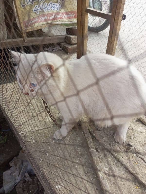 RUSSIAN BILLA CAT FOR SALE WHITE COLOUR 1 EYE BLUE AND 1 EYE YELLOW 0