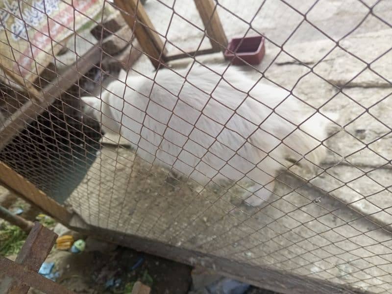 RUSSIAN BILLA CAT FOR SALE WHITE COLOUR 1 EYE BLUE AND 1 EYE YELLOW 1