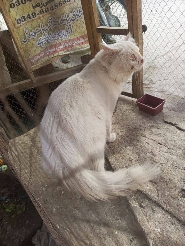 RUSSIAN BILLA CAT FOR SALE WHITE COLOUR 1 EYE BLUE AND 1 EYE YELLOW 2