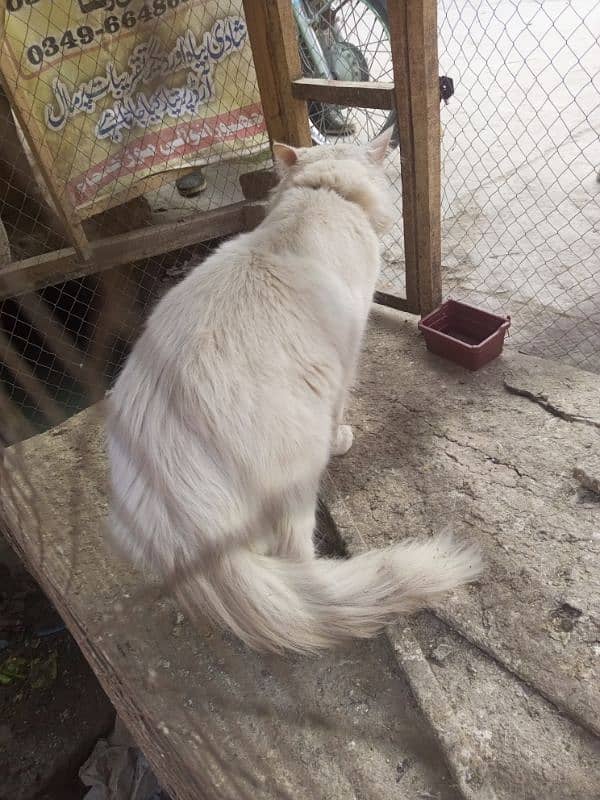 RUSSIAN BILLA CAT FOR SALE WHITE COLOUR 1 EYE BLUE AND 1 EYE YELLOW 3