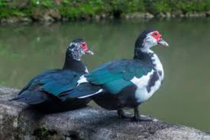 Duck pair 2500 Muscovy duck 3500 1