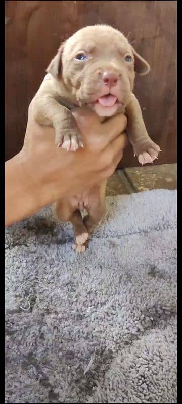 American pitbulls puppies 0