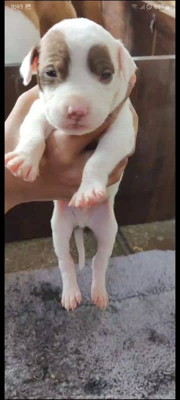 American pitbulls puppies 3