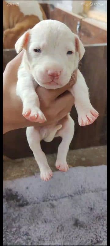 American pitbulls puppies 6