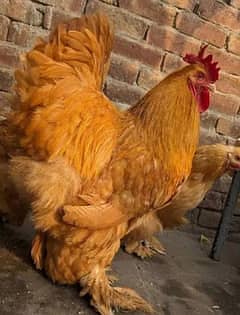 Golden buff hen