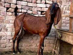 Goat | Nagra Goat | Breader Goat | Goat For sale