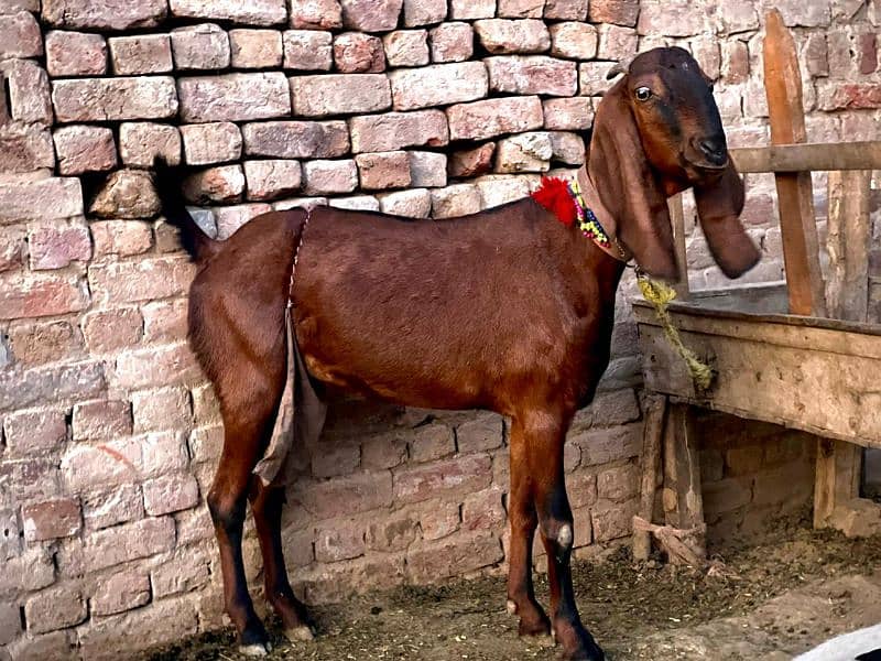 Goat | Nagra Goat | Breader Goat | Goat For sale 1