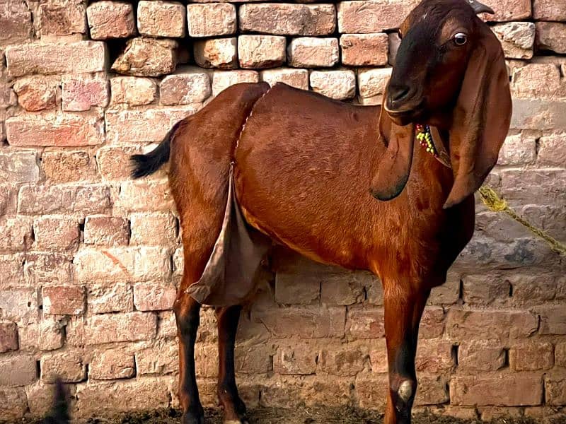 Goat | Nagra Goat | Breader Goat | Goat For sale 2