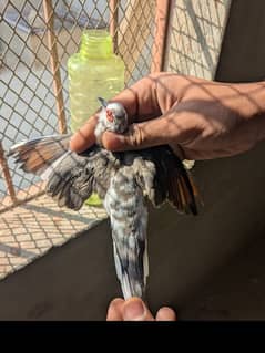 Diamond pied dove split red and Red Dove male