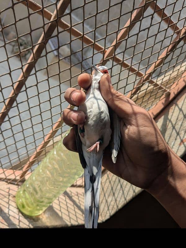 Diamond pied dove split red and Red Dove male 1