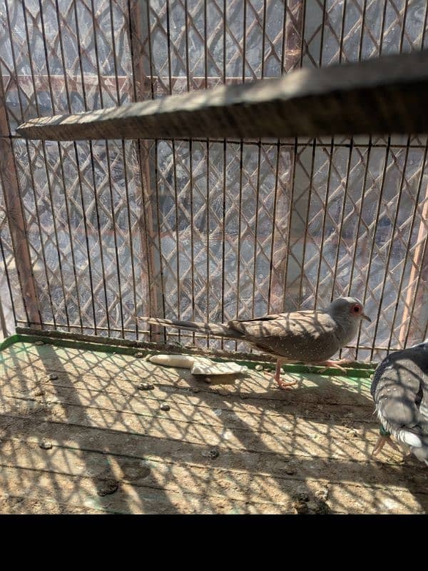 Diamond pied dove split red and Red Dove male 4