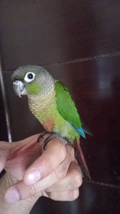 Green chick conure baby/chick parrot