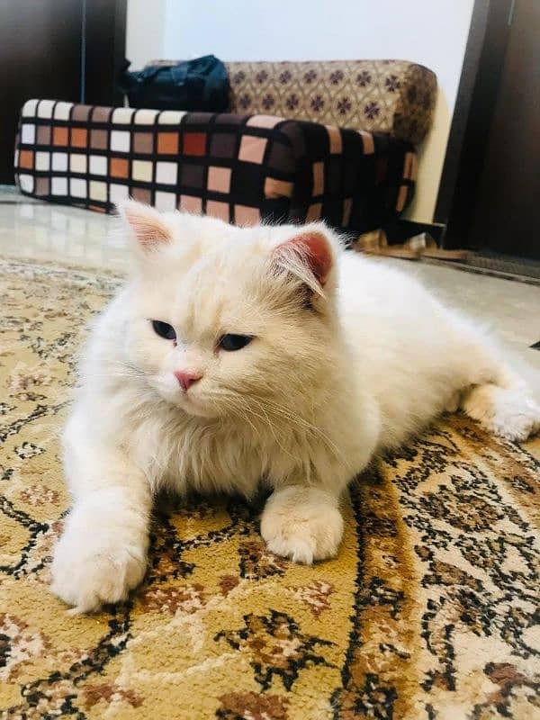 Persian fluffy cat 0