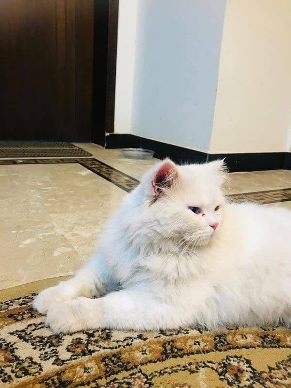 Persian fluffy cat 1