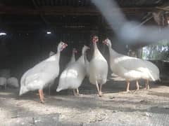 Guinea fowl white pair 3500 black 3000