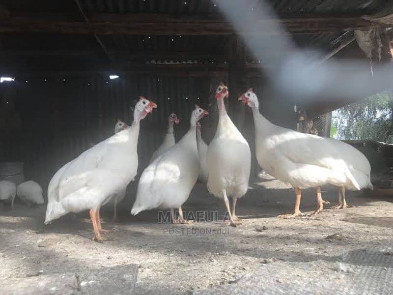 Guinea fowl white pair 3500 black 3000 0