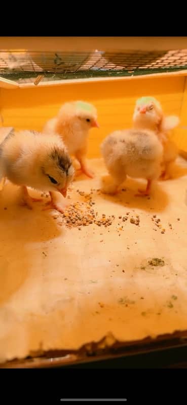 newly hatched chicks. . white brahma 0