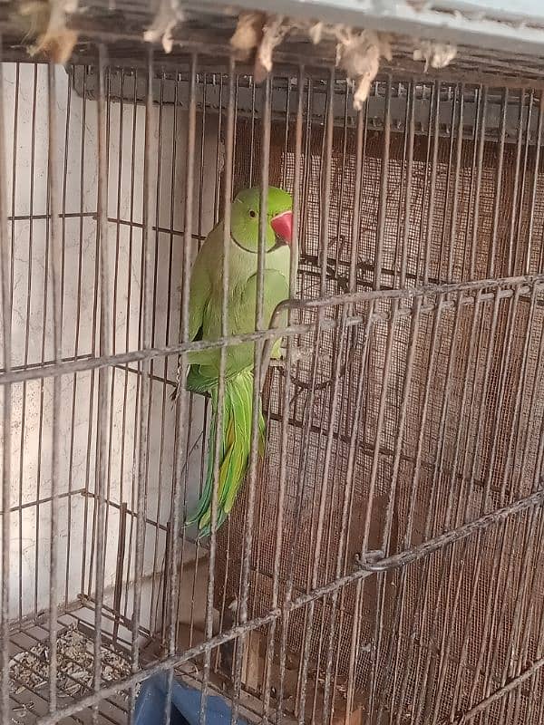 green parrot breeder pair and cage 0