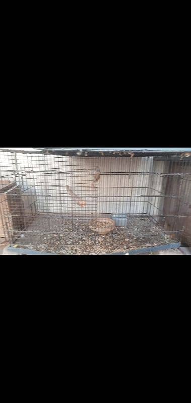 green parrot breeder pair and cage 1