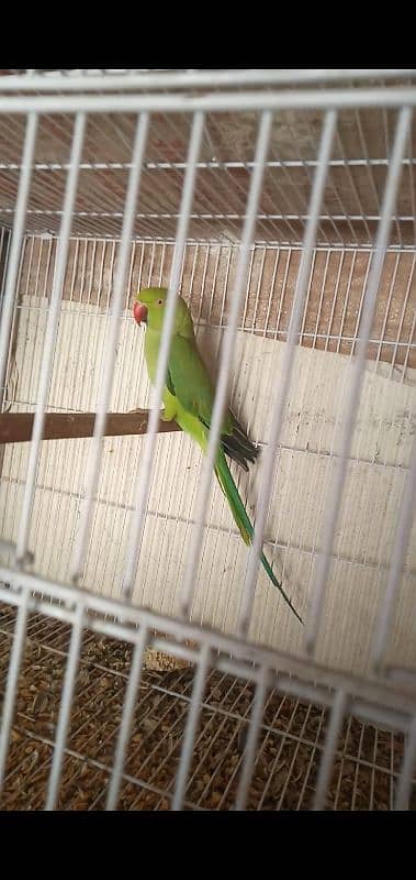 green parrot breeder pair and cage 2