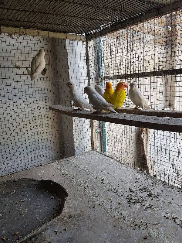 albino, lution lovebirds breeder pairs 1