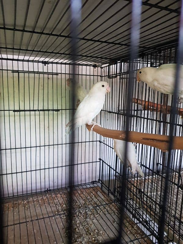 albino, lution lovebirds breeder pairs 2