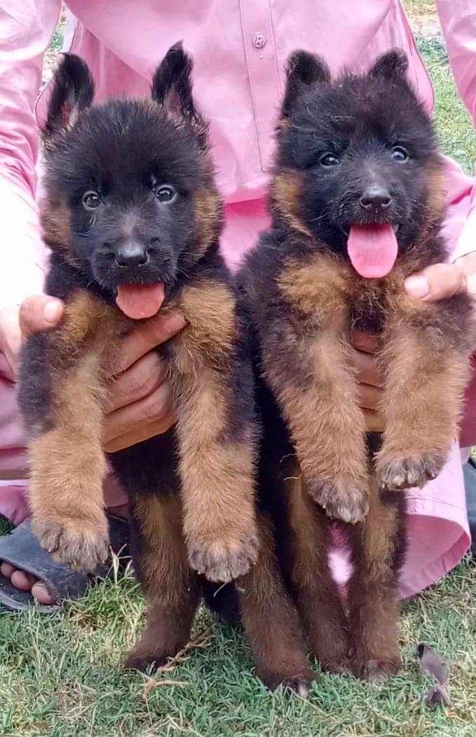 German Shepherd Pair | German Shepherd Long Coat Puppies For Sale 0