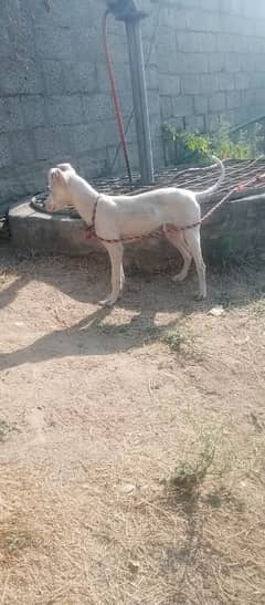 pure gultair female for sell