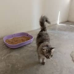 Persian House Cat with Litter Box and Scoop