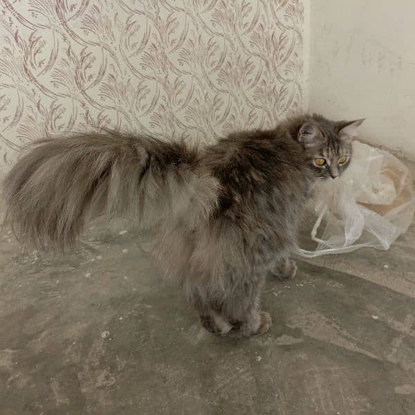 Persian House Cat with Litter Box and Scoop 1