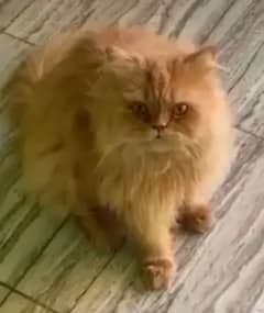 Persian male cat