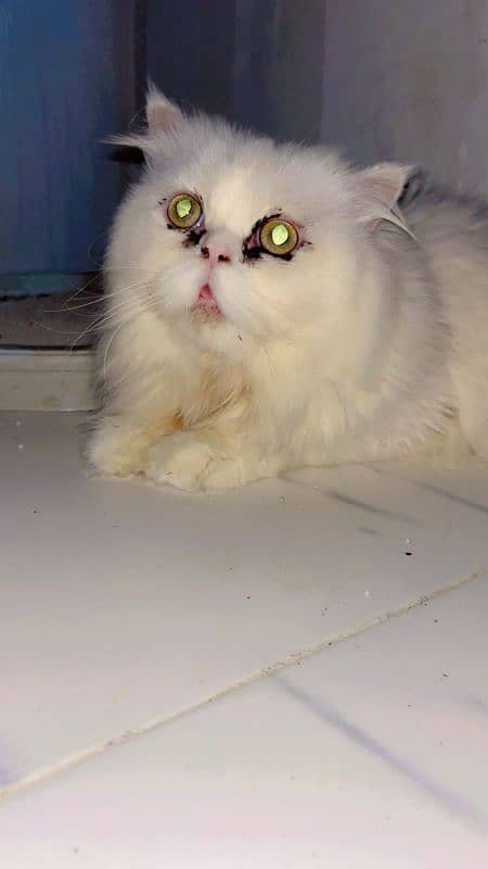 Persian male cat 1