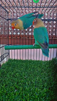 Love birds Parblue split ino breeder pair