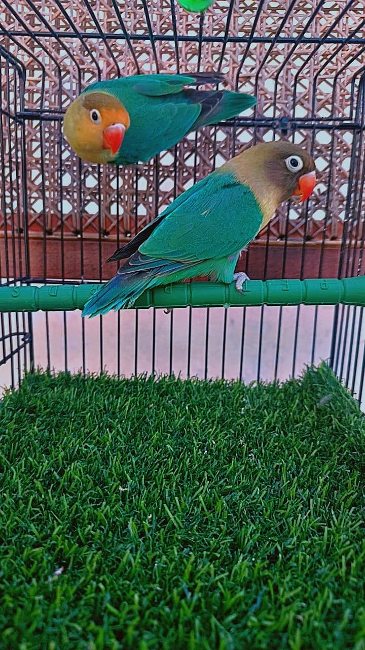 Love birds Parblue split ino breeder pair 1