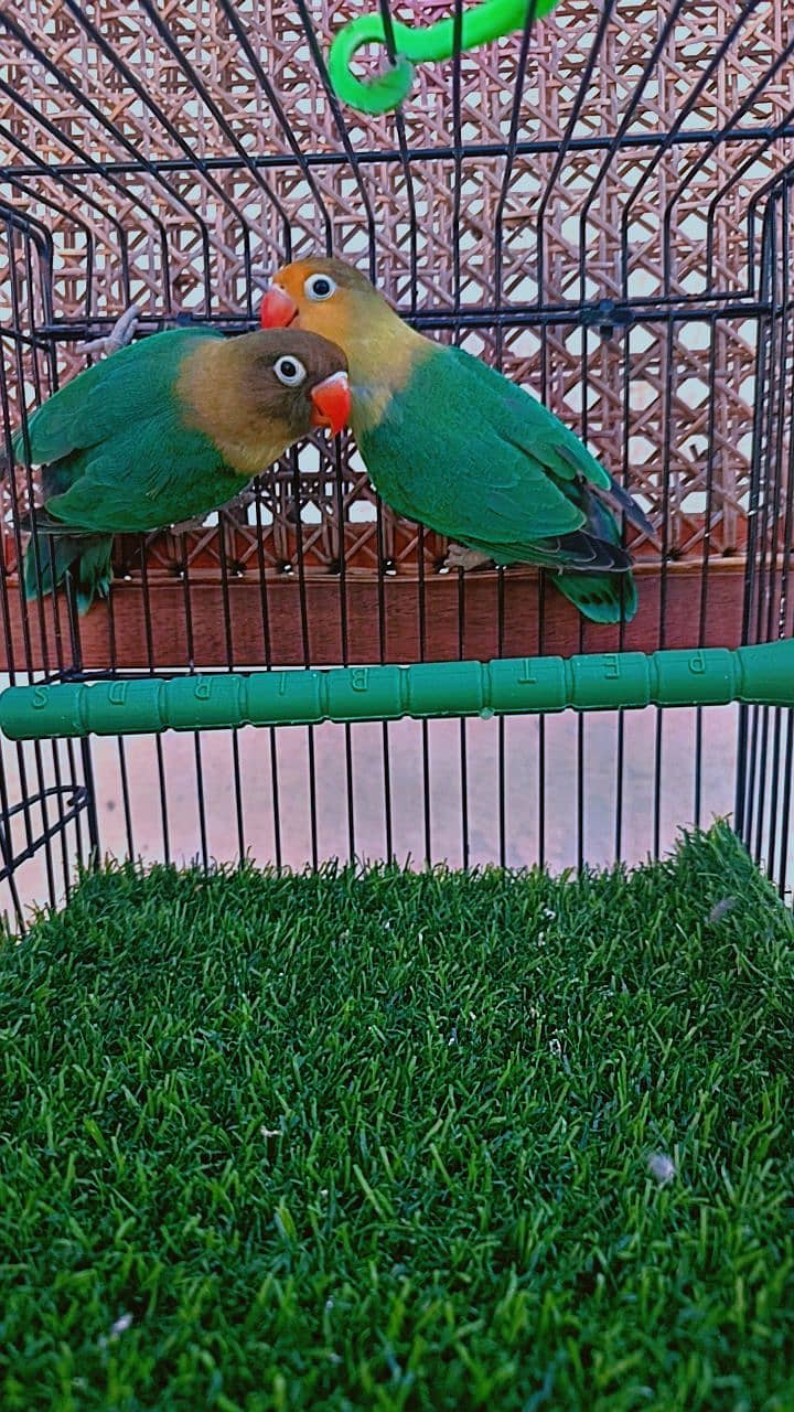 Love birds Parblue split ino breeder pair 2