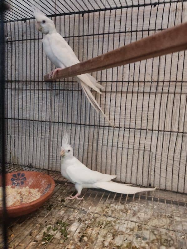 Eno red eye cocktail breeder pair for sale | 03117467819 2