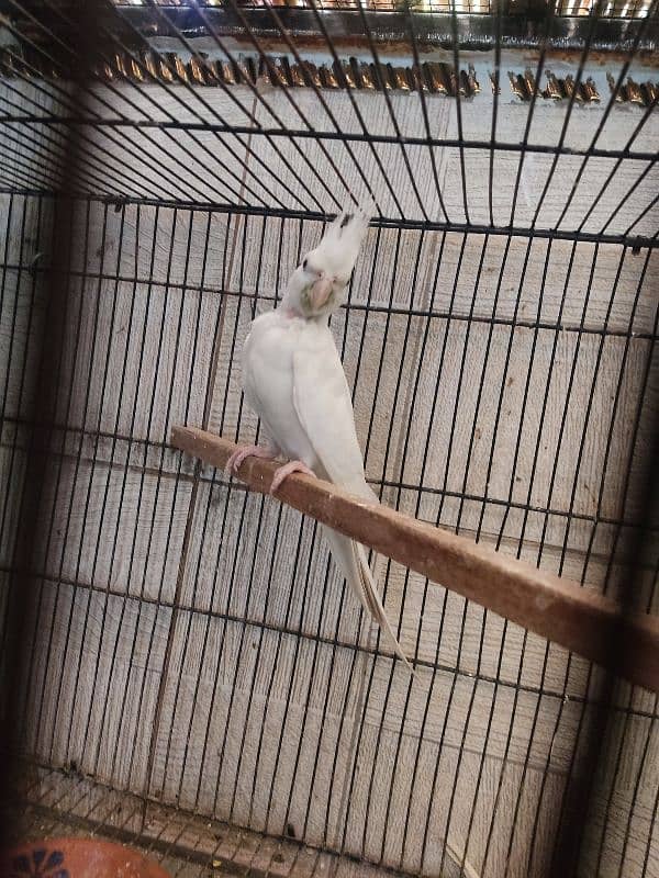 Eno red eye cocktail breeder pair for sale | 03117467819 4